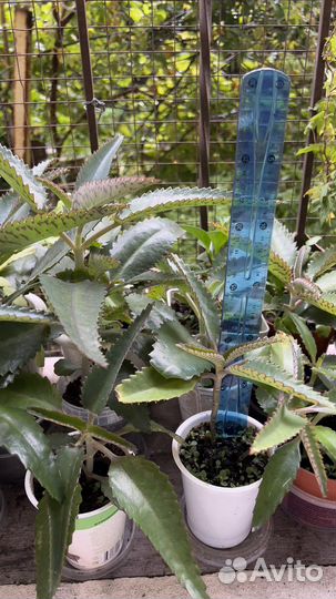 Каланхоэ лечебное