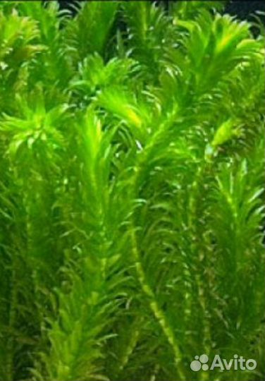 Аквариумные растения