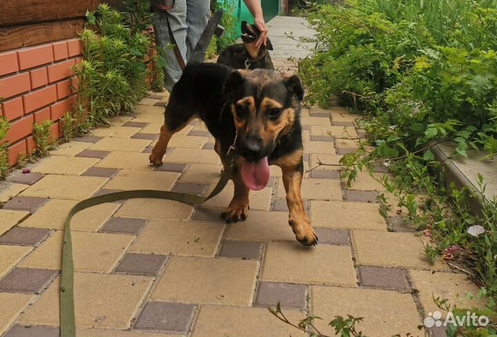 Малшка ищет дом