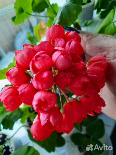 Пеларгония герань