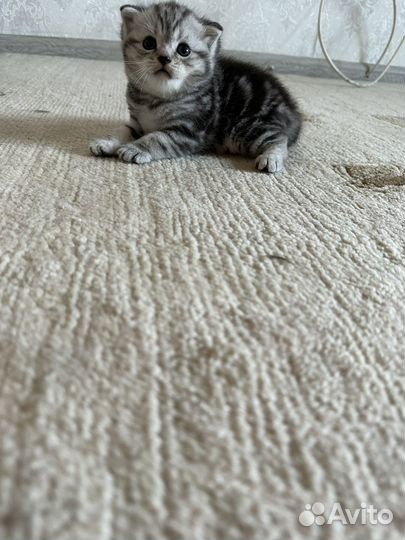 Шотландские котята