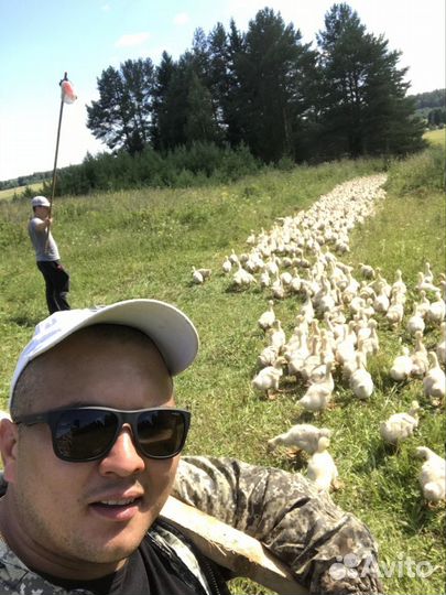 Гусь вяленый оптом