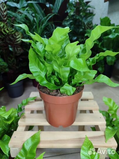 Папоротник асплениум