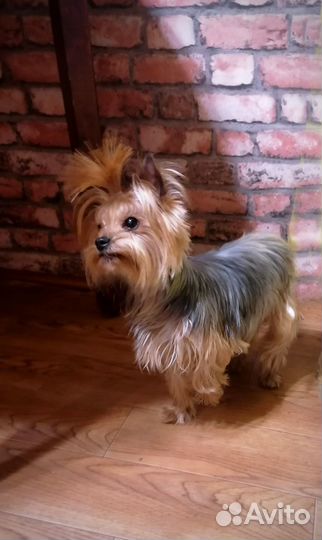Домашний Любимец. Йорочка 3года