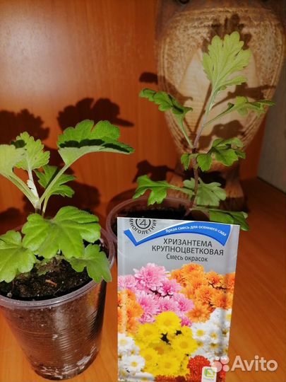 Хризантема рассада