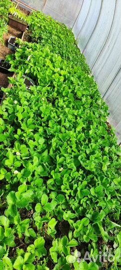 Саженцы клубники