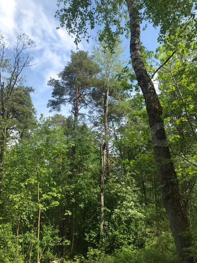 Участок 45 сот. (ИЖС)