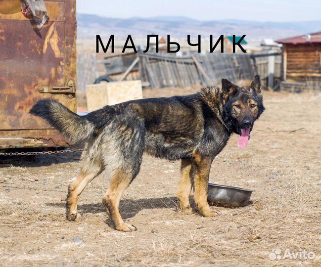 Собачки в дар