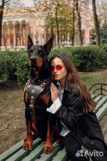 Доберман для фотосессии