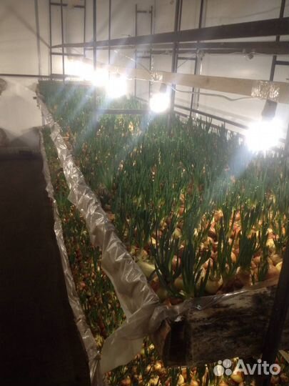 Луковая ферма