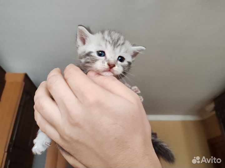 Котята британские шотландские