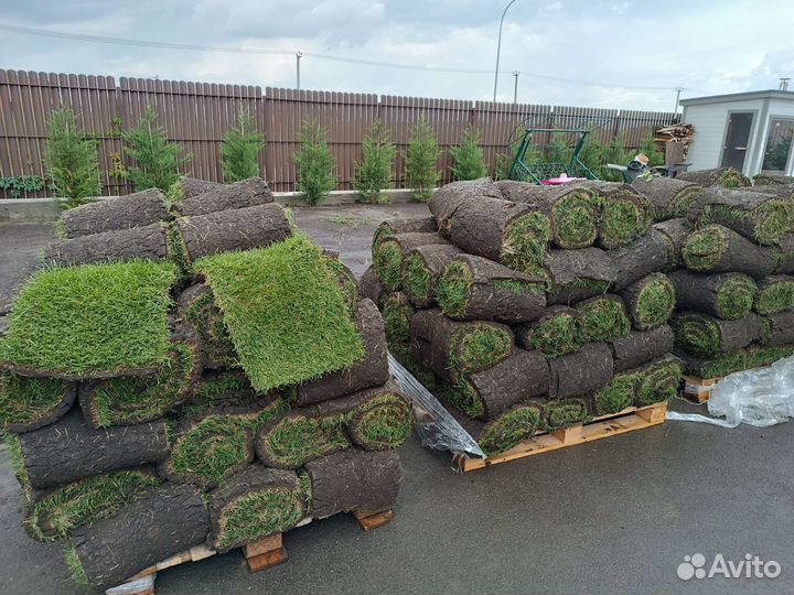 Рулонный газон, посевной газон