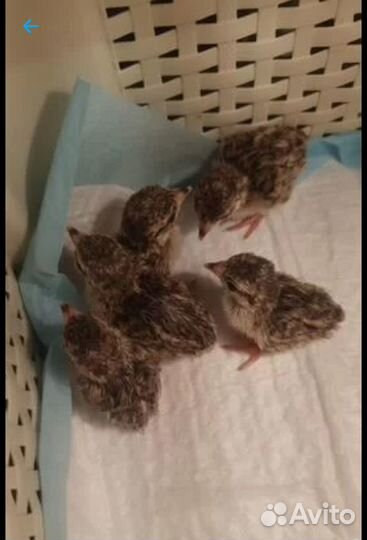 Инкубационное яйцо кеклика