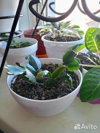 Декабрист шлюмбергера