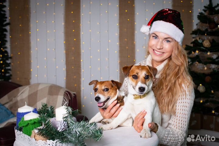 Аренда Джек Рассел терьер фотосессия