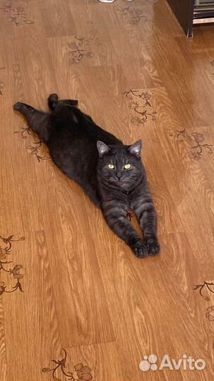 Молодой котик в добрые руки