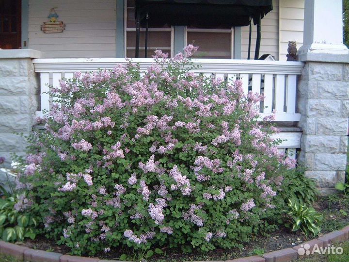 Сирень Мейера палибин