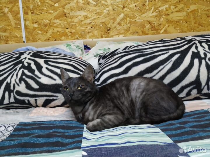 Кошка бесплатно