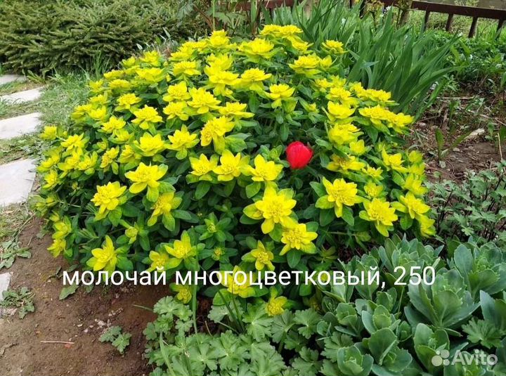 Многолетники садовые