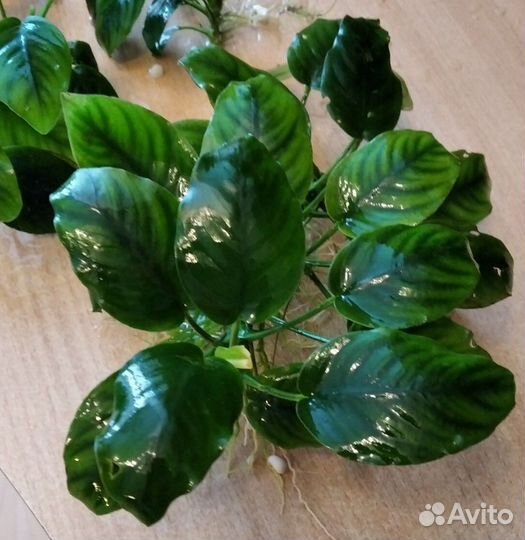 Анубиас, яванский мох, папоротник, криптокорина