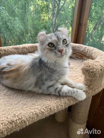 Кошки в добрые руки даром