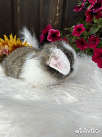 Кролик карликовый вислоухий декоративный