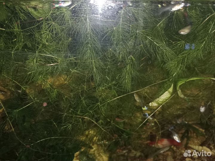 Аквариумное растение