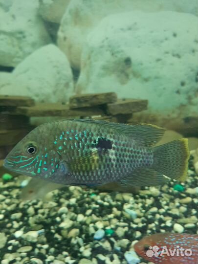 Бирюзовая Акара и оборудование