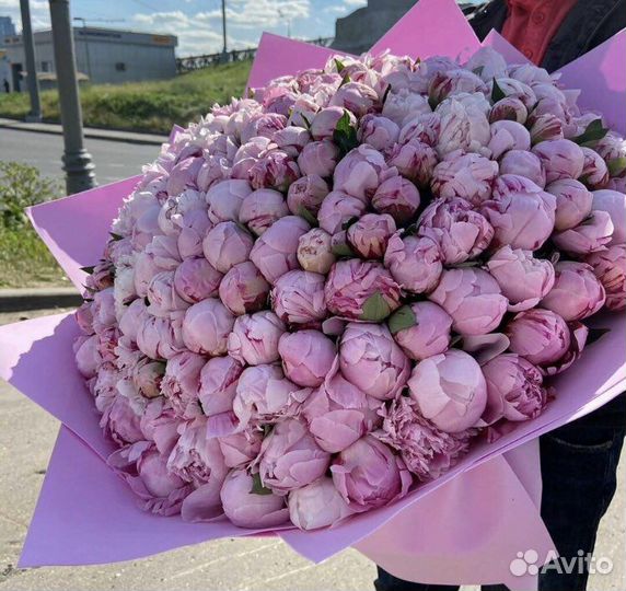 Розы 25 шт 51 штука 101 роза доставка