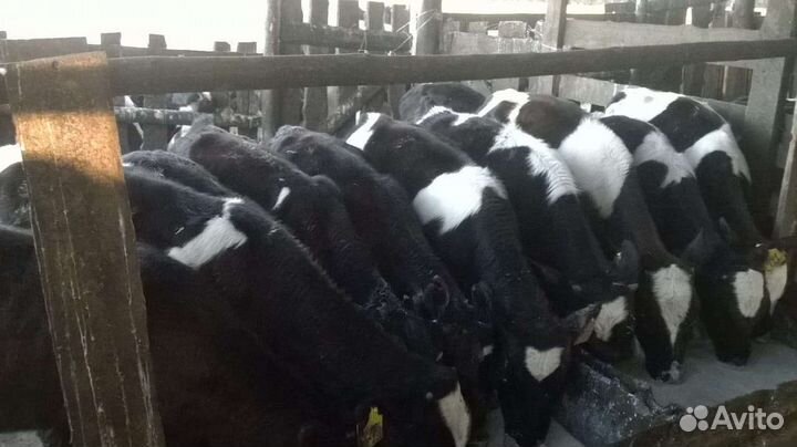 Бычки и телочки