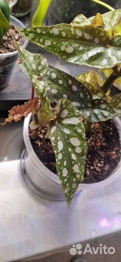 Бегония макулата