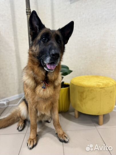 Груминг, стрижка собак