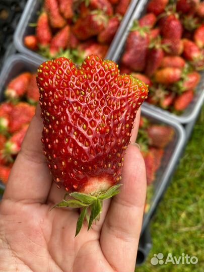 Саженцы клубники Купчиха