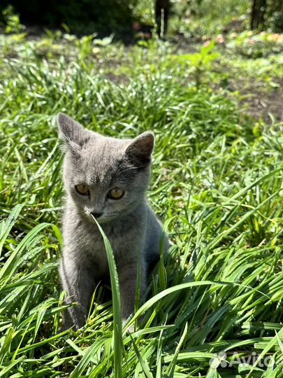 Котята ищут дом