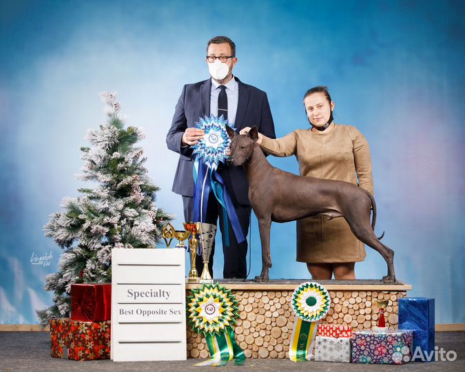 Вязка, ксолоитцкуинтли (Мексиканская голая собака)