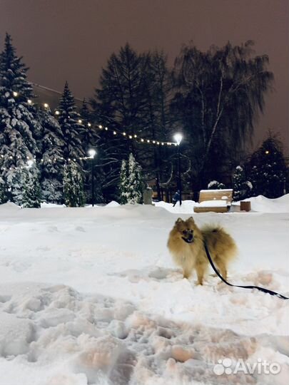 Собака на вязку