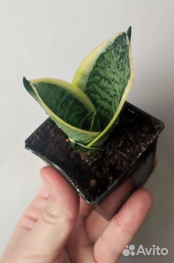 Сансевиерия (разные сорта) и не только