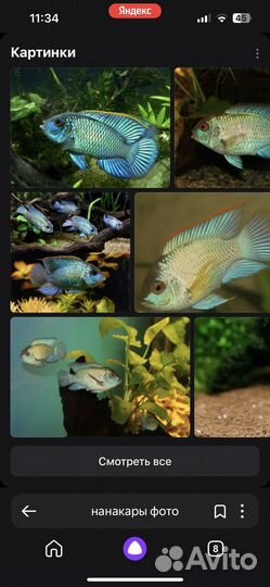 Продам аквариумных рыб (нанакары)