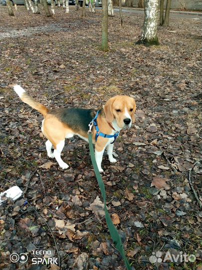 Бесплатно Вязка кобель бигль