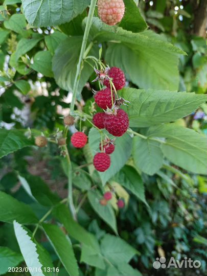 Ремонтантная малина