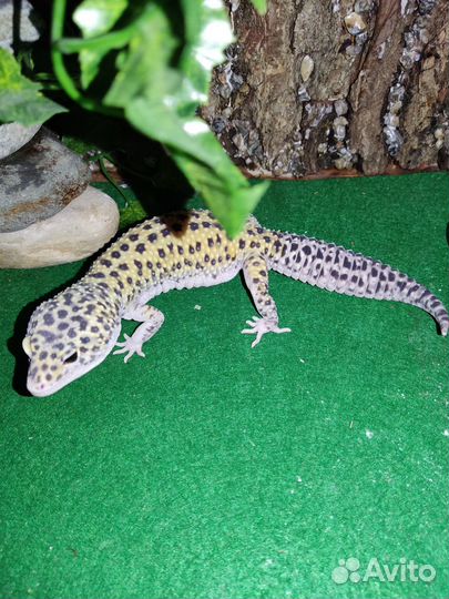 Эублефары пара