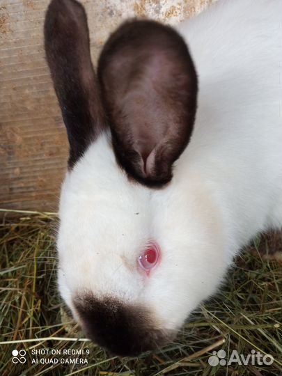 Кролики калифорнийские