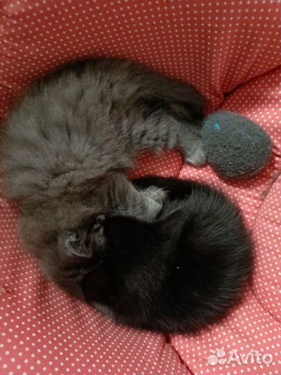 Котенок (Котята ) отдаем в добрые руки