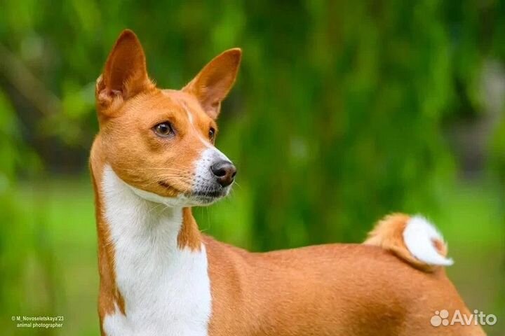 Щенки басенджи