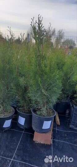 Туя смарагд