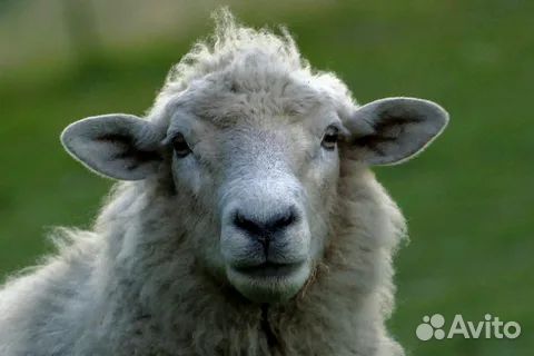 Овца, ярка