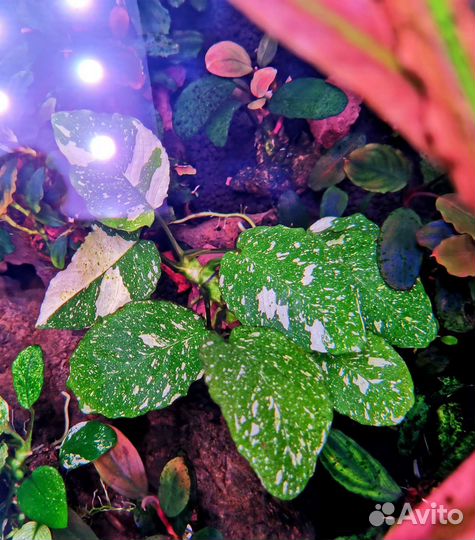 Аквариумные растения. Буцефаландры