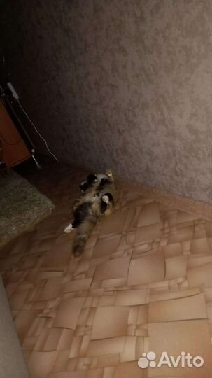 Кошечка в добрые руки