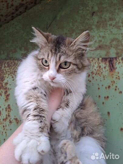 Очень ласковая кошка в дар