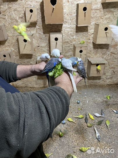 Волнистый попугай и клетки